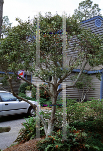 Picture of Myrica cerifera 