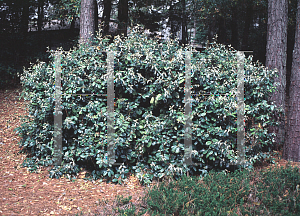 Picture of Elaeagnus pungens 