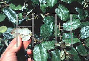 Picture of Elaeagnus pungens 