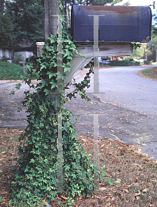 Picture of Hedera helix 