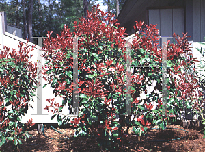 Picture of Photinia x fraseri 