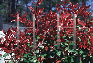 Picture of Photinia x fraseri 