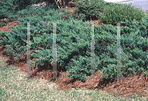 Picture of Juniperus davurica 'Expansa'