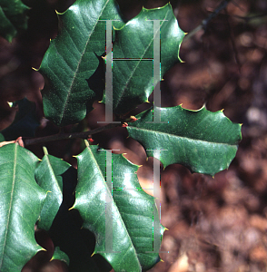 Picture of Ilex opaca 