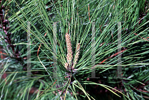 Picture of Pinus taeda 