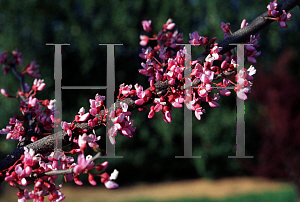 Picture of Cercis canadensis 