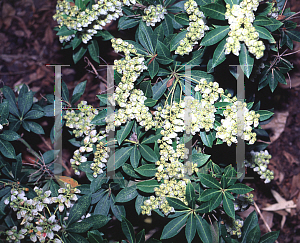 Picture of Pieris japonica 'Debutante'