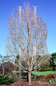 Picture of Acer rubrum 'Columnare'