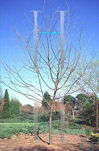 Picture of Gleditsia triacanthos f. inermis 'Summer Lace'