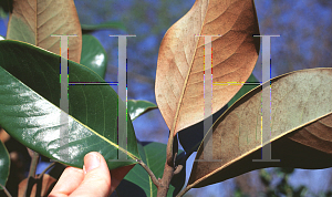 Picture of Magnolia grandiflora 'Dearing Street'