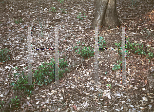 Picture of Pyrus calleryana 'Bradford'