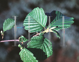 Picture of Alnus hirsuta 