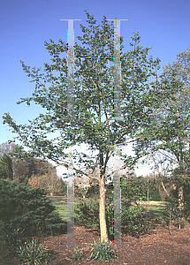 Picture of Alnus hirsuta 