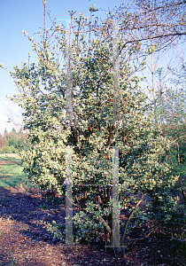 Picture of Euonymus japonicus 