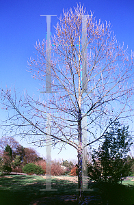 Picture of Platanus occidentalis 'Howard'