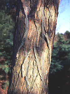 Picture of Robinia pseudoacacia 