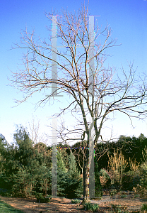 Picture of Robinia pseudoacacia 'Frisia'