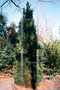Picture of Juniperus virginiana 'Idyllwild'