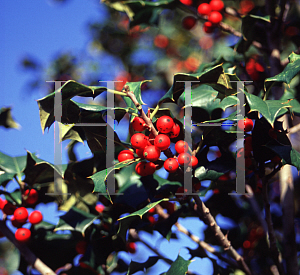 Picture of Ilex opaca 'St. Mary'