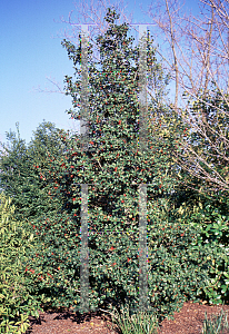 Picture of Ilex opaca 'St. Mary'