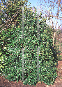 Picture of Ilex  'Ginny Brunner'