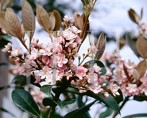 Picture of Rhaphiolepis umbellata 