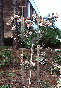 Picture of Rhaphiolepis umbellata 