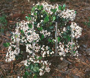 Picture of Rhaphiolepis umbellata 