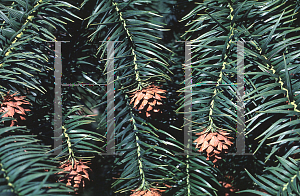 Picture of Cunninghamia lanceolata 'Glauca'