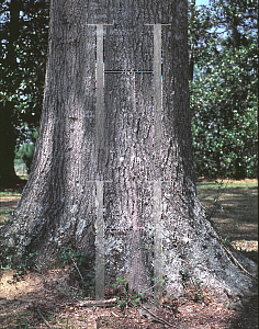 Picture of Quercus phellos 