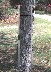 Picture of Carya carolinae septentrionalis 