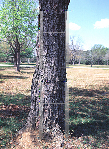 Picture of Betula nigra 