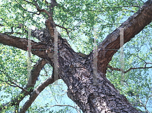 Picture of Betula nigra 