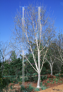 Picture of Betula utilis var. jacquemontii 