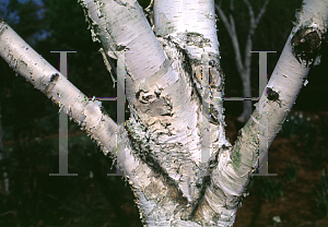 Picture of Betula utilis var. jacquemontii 