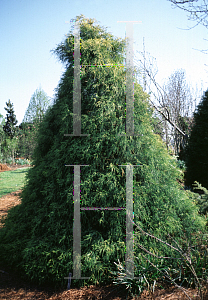 Picture of Chamaecyparis pisifera 'Filifera Aurea'