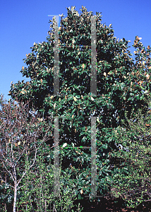 Picture of Magnolia grandiflora 'Saint Mary'