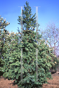 Picture of Cunninghamia lanceolata 