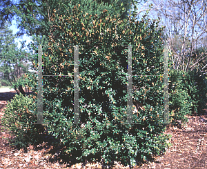 Picture of Buxus sempervirens 'True Spreader'