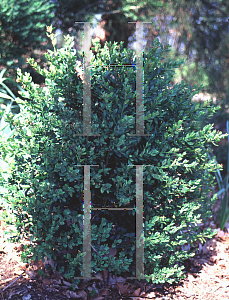 Picture of Buxus  'Green Mound'