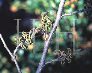 Picture of Hamamelis vernalis 'Sandra'