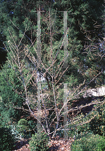 Picture of Hamamelis vernalis 'Sandra'