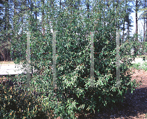 Picture of Chaenomeles speciosa 'Toyo-Nishiki'