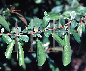 Picture of Chaenomeles speciosa 'Toyo-Nishiki'