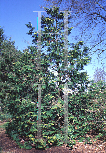 Picture of Chamaecyparis obtusa 'Crippsii'