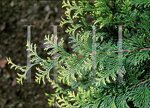 Picture of Chamaecyparis obtusa 'Crippsii'