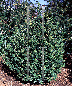 Picture of Buxus sempervirens 'Herman von Schpenck'