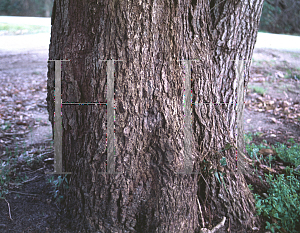 Picture of Persea borbonia 
