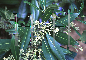 Picture of Osmanthus americanus 