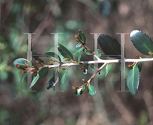 Picture of Ilex vomitoria 